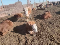Krava, Latvian Blue cattle — foto 2