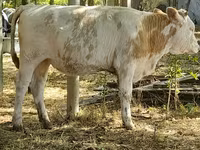 Krowa, Bydło — zdjęcie 1