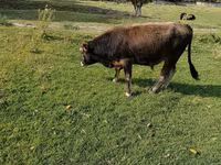 Bulle, Aberdeen-Angus — Foto 4