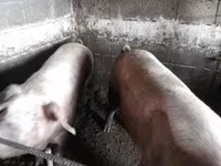 Doofaar dhaddig, Pigs — sawirka 6