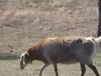 Oaie, Edilbay sheep — foto 4