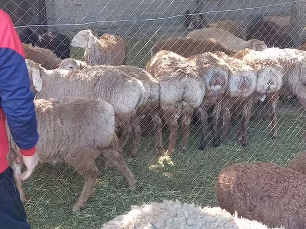 绵羊（批次，未指定性别）, Sheep — 吉尔吉斯斯坦