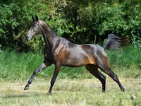 Kůň, Akhal-Teke — foto 1