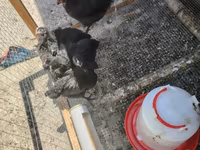 Ayam Cemani — ảnh 3