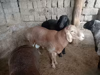 Vædder, Rhon sheep — foto 1