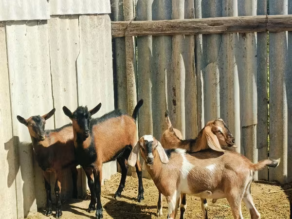 Buk, Nubian Goat — Moldova
