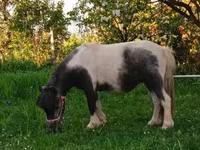 Азаргагүй морь, Shetland Pony — 2 зураг