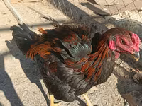 Chickens — عکس 6