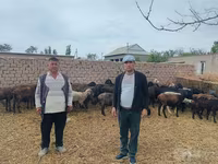 گوسفند (گروه، جنسیت مشخص نشده), گوسفند — عکس 2
