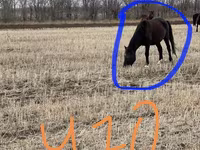 Азаргагүй морь, Horse breed — 5 зураг