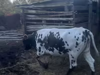 วัวตัวเมีย, Russian Black pied cattle — รูปภาพ 1