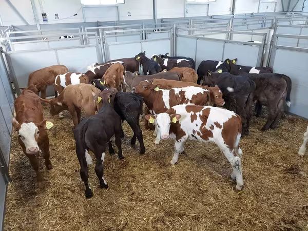 Lembu betina, Russian Black pied cattle