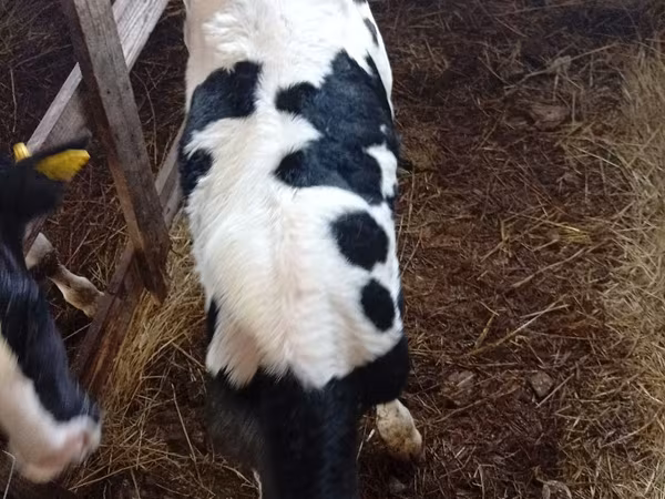 Býk, Holštýnské plemeno