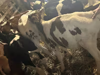 Dibi, Simmental cattle — sawirka 4