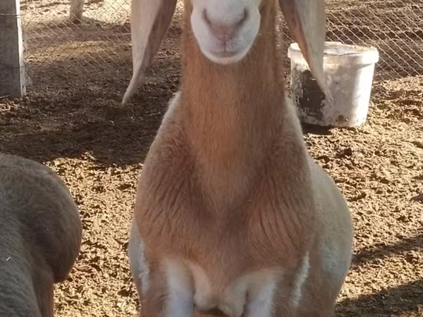 Berbec, Arashan sheep