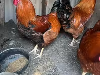 Chickens — الصورة 3