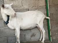 بز ماده, Saanen goat — عکس 3