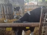 ხარი, Russian Black pied cattle — ფოტო 2