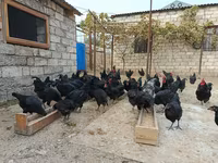 Australorp — zdjęcie 6