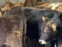 Dibi, Aberdeen-Angus — sawirka 4
