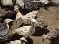 Turkeys — 2-rasm