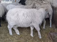숫양, White Suffolk sheep — 사진 4