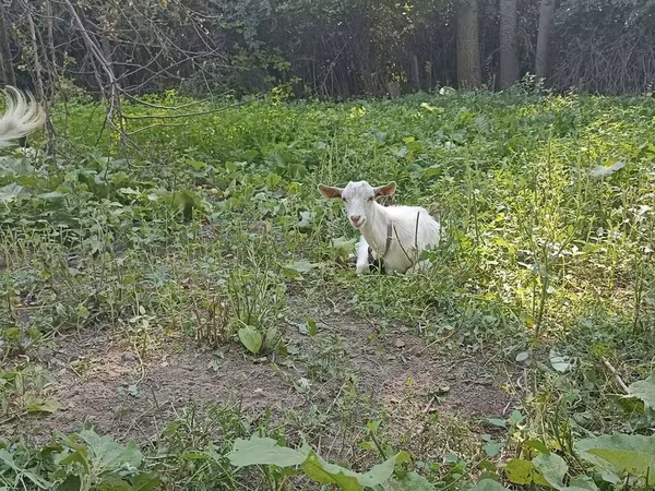 Goat, Orenburg goat — Kyrgyzstan