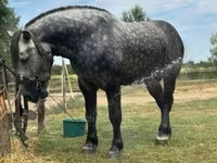 Cavalo, Cavalos — foto 4