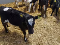 የከብት እንስሳት (ቡድን፣ ጾታ አልተጠቀሰም), Cattle — ፎቶ 5