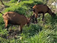 بز ماده, بز — عکس 5