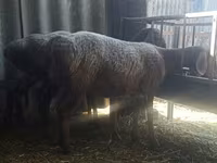Pecora, Arashan sheep — foto 2