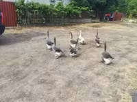 Geese — Foto 2