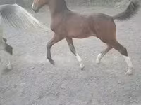 اسب نر, Dutch warmblood horse — عکس 2