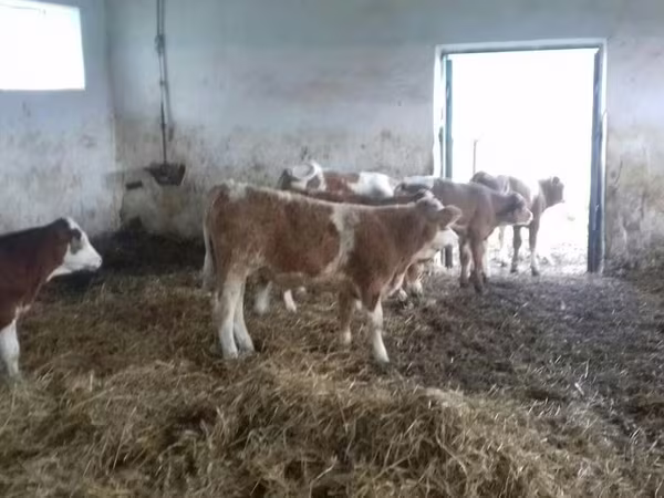 گاو نر, Simmental cattle