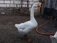 Geese — รูปภาพ 3