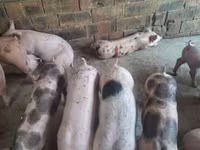Doofaar lab, Pigs — sawirka 5