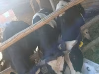 Tyre, Holstein-race — foto 3