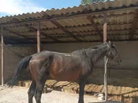 Hengst, Karachay horse — Foto 6