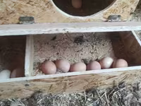 Chickens — լուսանկար 6