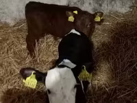 Cattle (batch, sex not specified), Hereford — photo 1