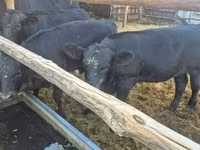 Lembu betina, Aberdeen-Angus — foto 2