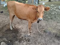 گاو ماده, گاو — عکس 2