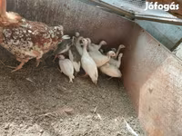 Chickens — Foto 1