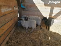 میش, Racka sheep — عکس 4