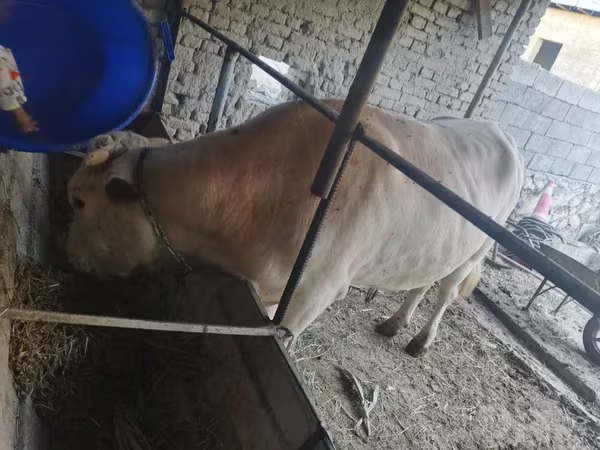 ثور, الماشية
