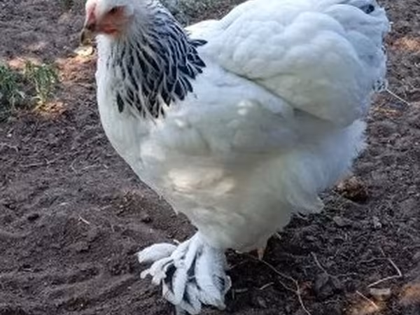 Brahma