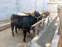 گاو نر, Swiss cattle — عکس 2