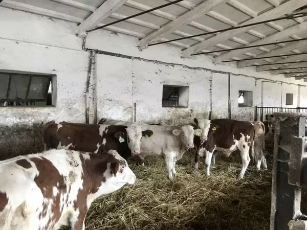 گاو نر, Simmental cattle