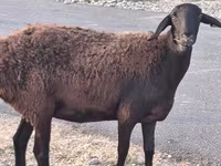 Beran, Hissar sheep — foto 1