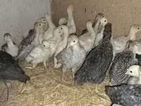 Turkeys — zdjęcie 3